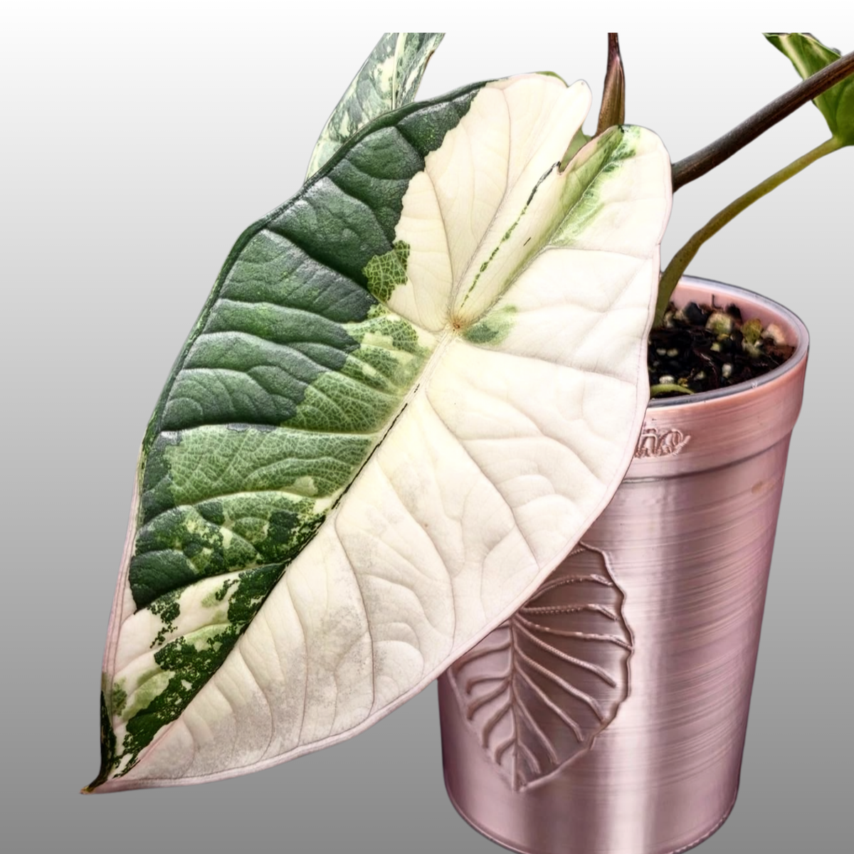 Alocasia Bisma ‘Platinum Albo'