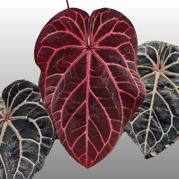anthurium crystallinum red Anthurium Red Crystallinum TC – Nelson Plant Guy
