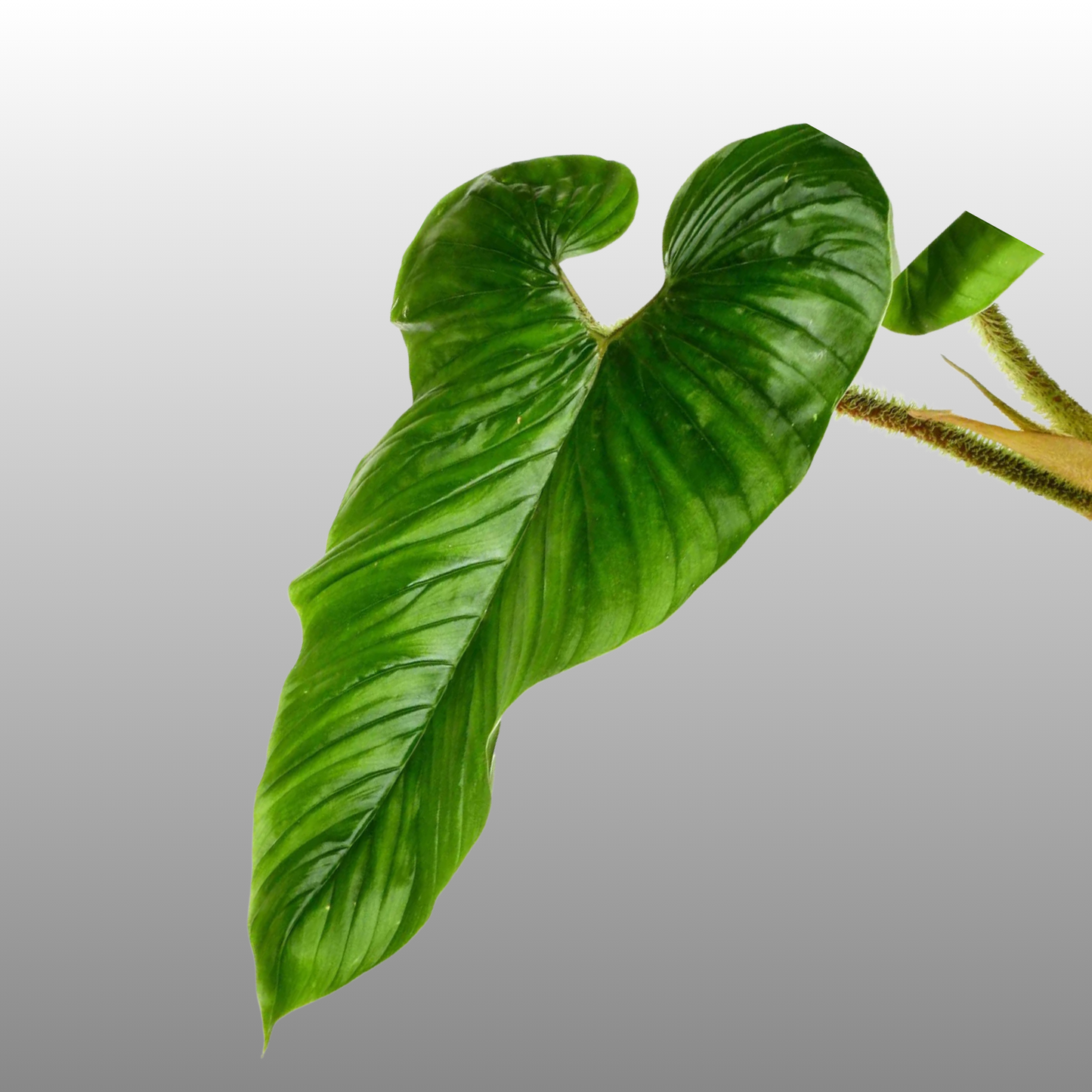 Philodendron Serpens