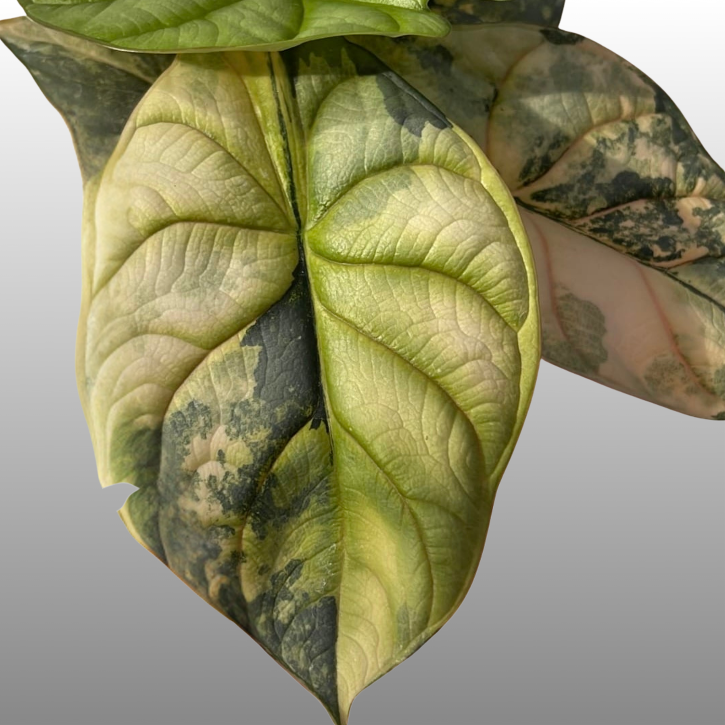 Alocasia Silver Dragon Scale Aurea