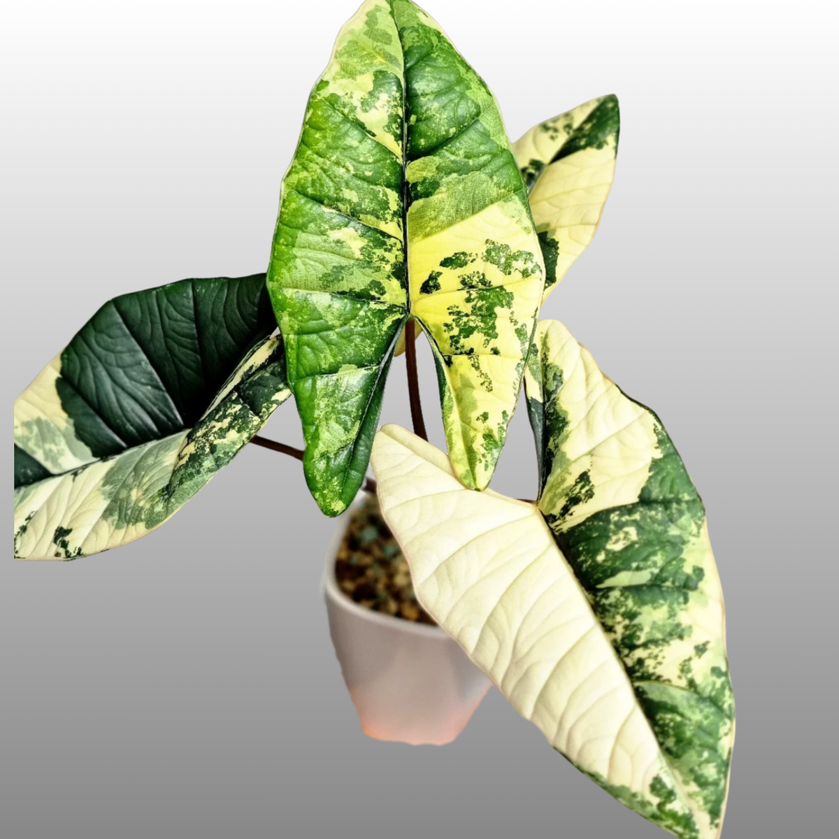 Alocasia Bisma ‘Platinum Albo'