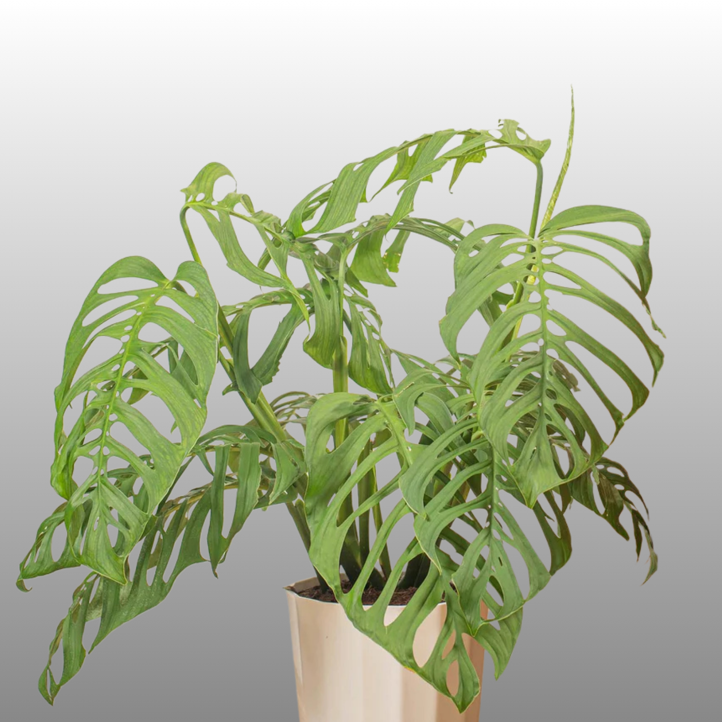 Monstera Esqueleto