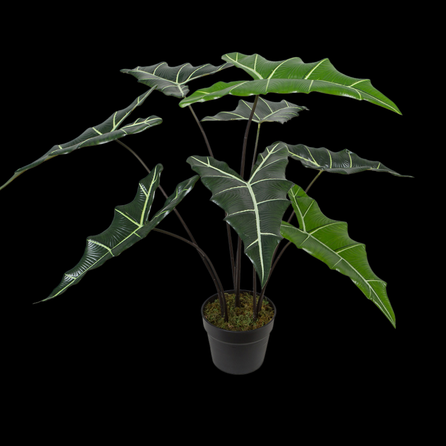 Alocasia Sarian