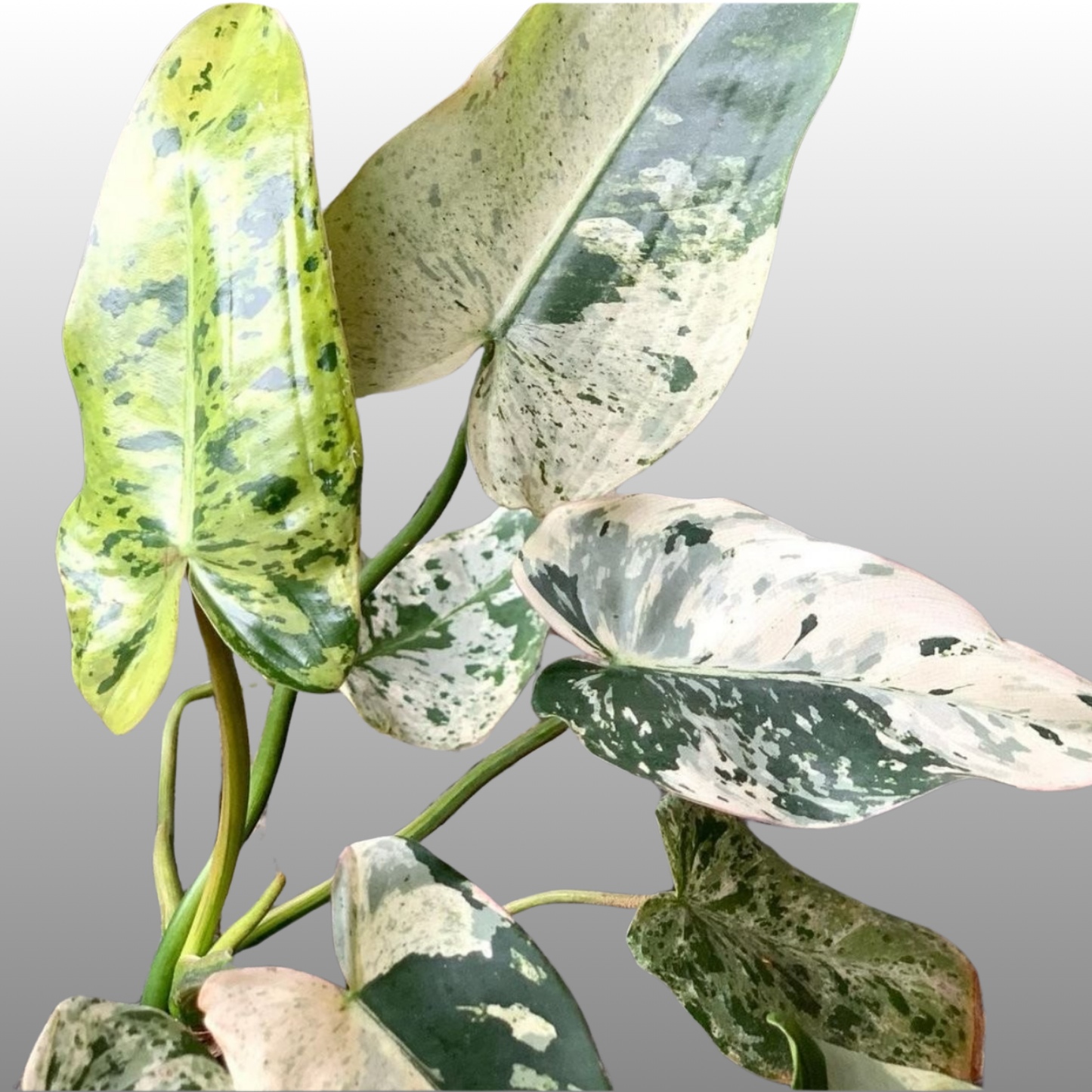 Philodendron Imbe Variegated