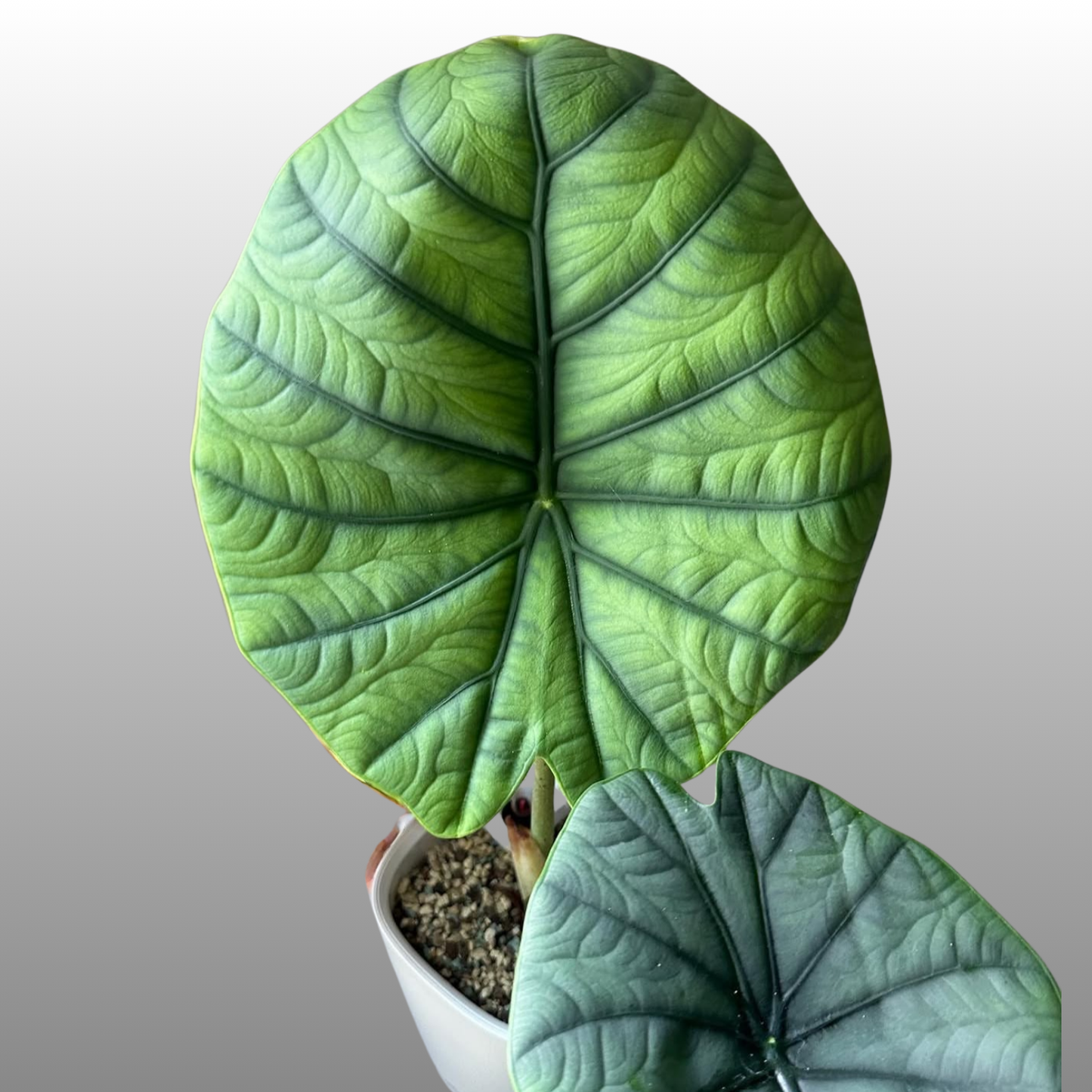 Alocasia Chaii