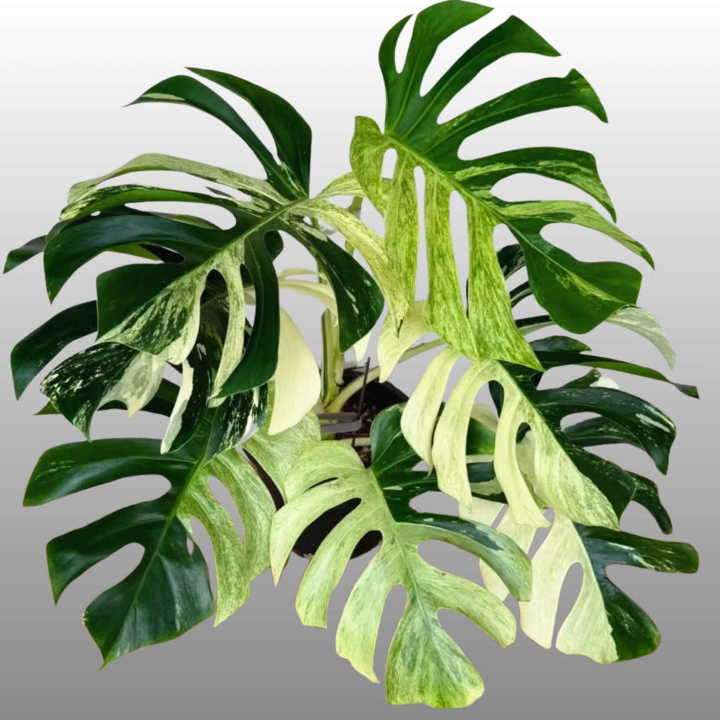 Monstera Deliciosa Jungle Mint (Read Bio)