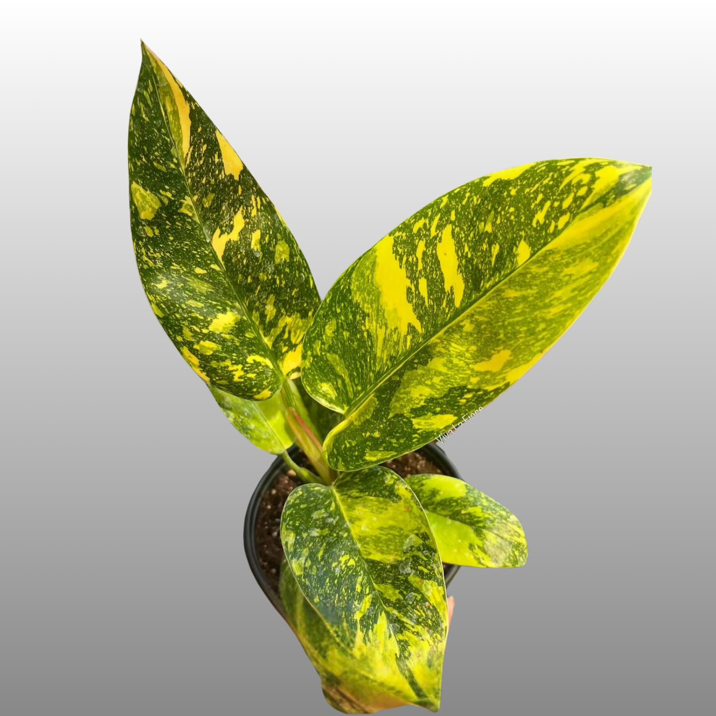 Philodendron Nuclear Congo