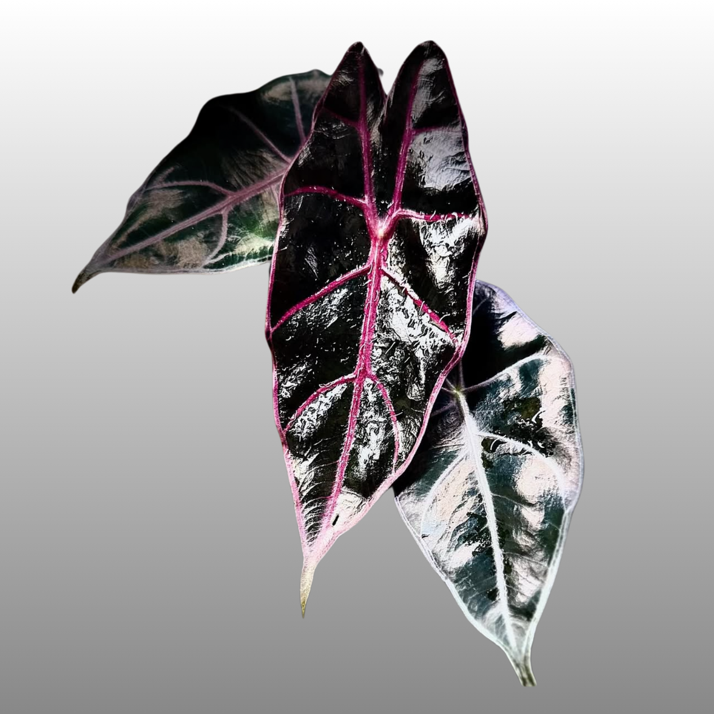 Alocasia Longiloba Suhirmaniana ‘Purple Vein’