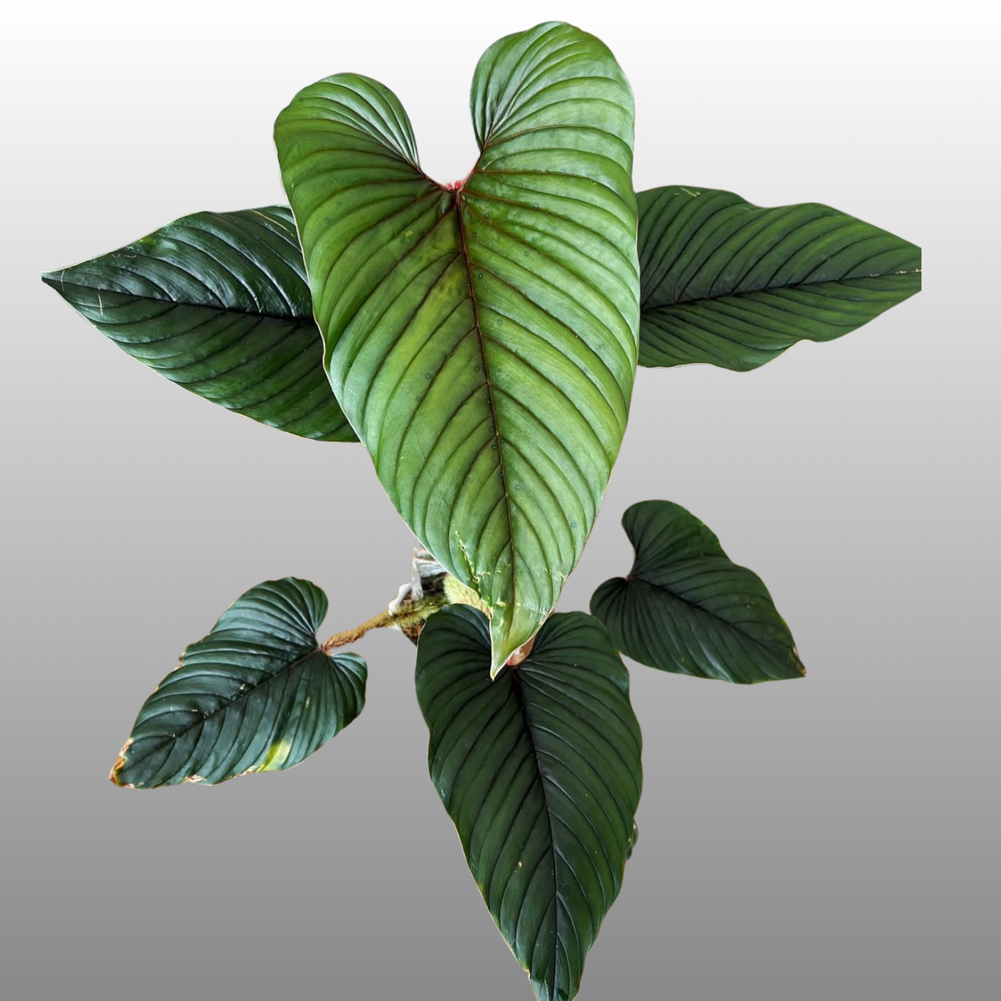 Philodendron Serpens