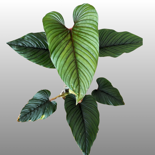 Philodendron Serpens