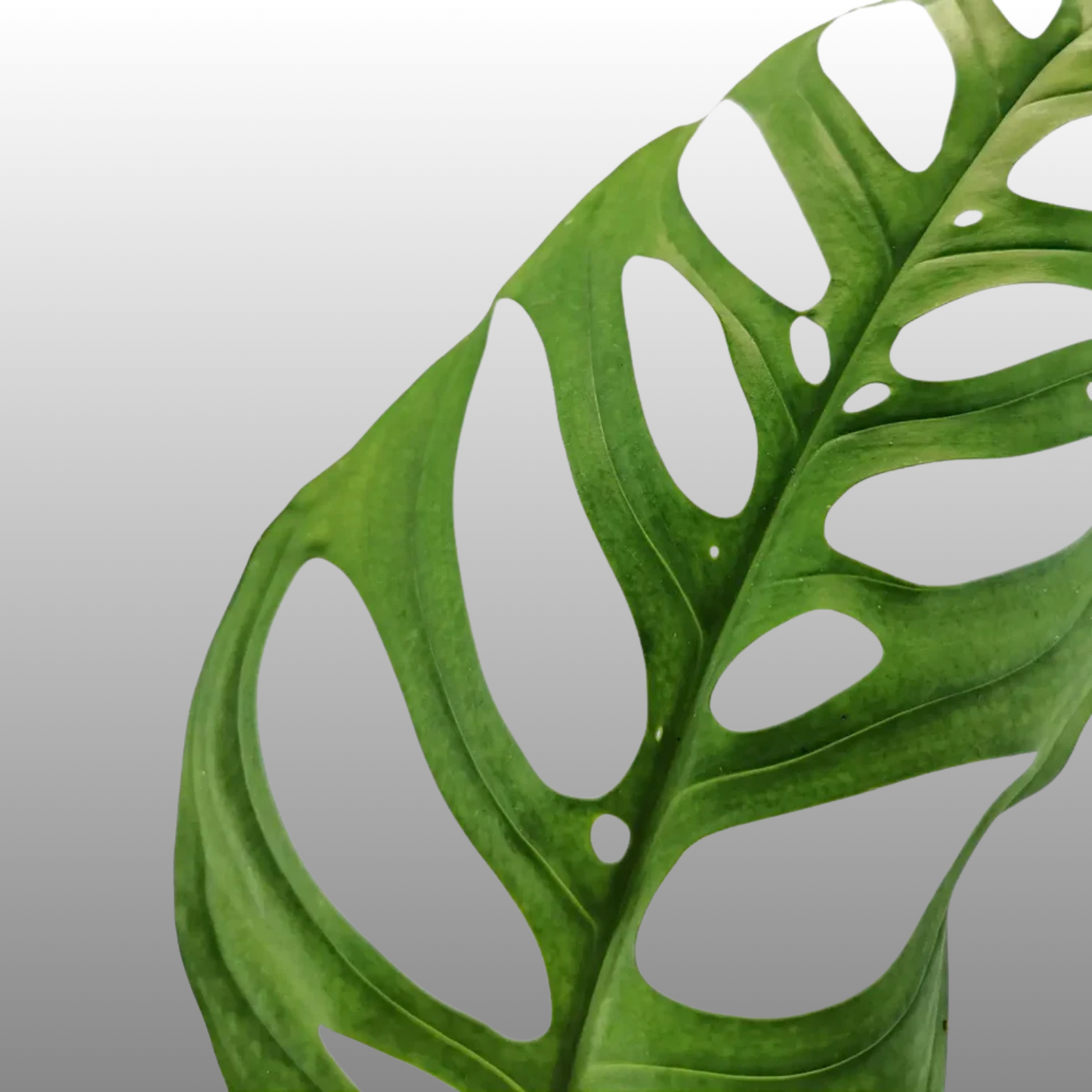 Monstera Esqueleto