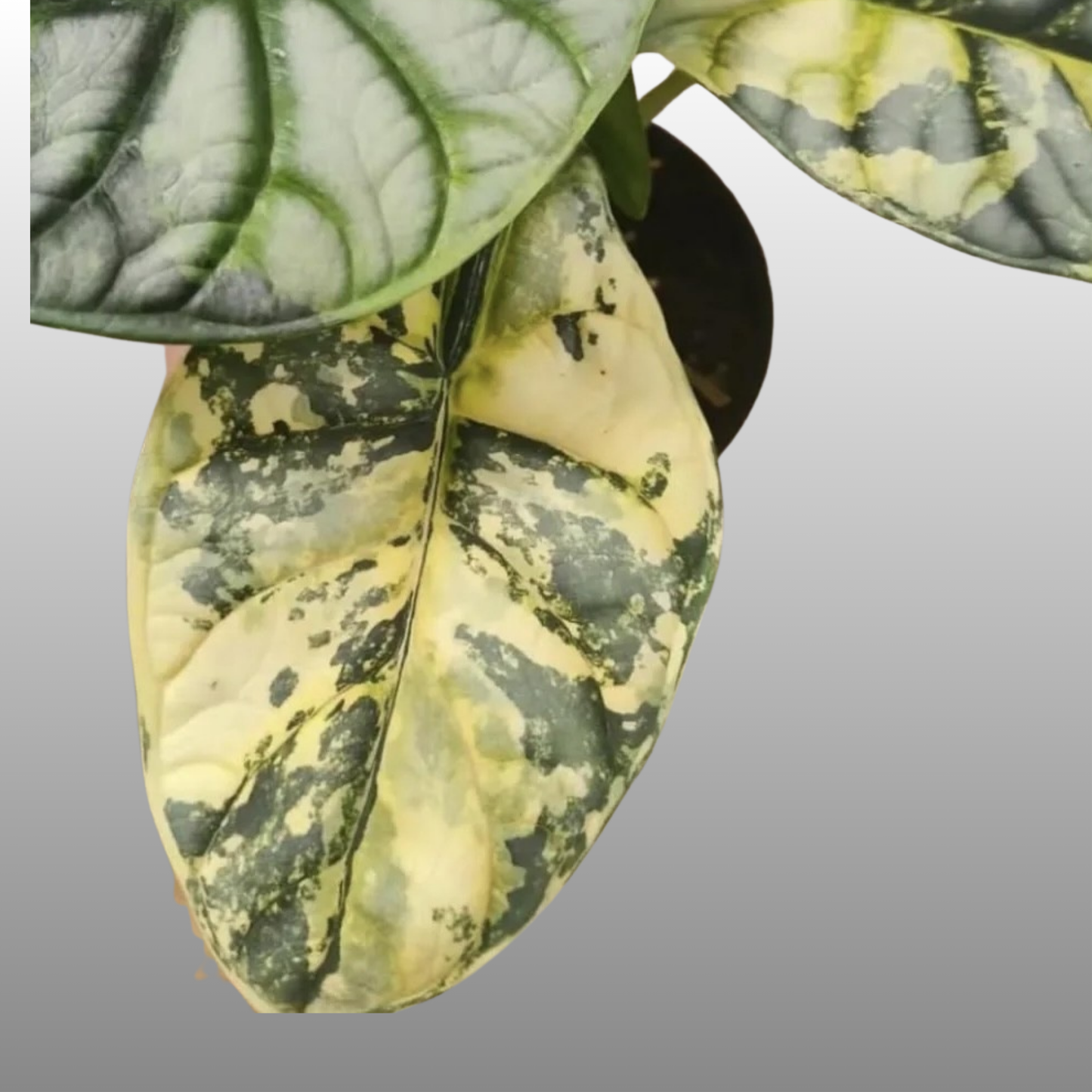 Alocasia Silver Dragon Scale Aurea