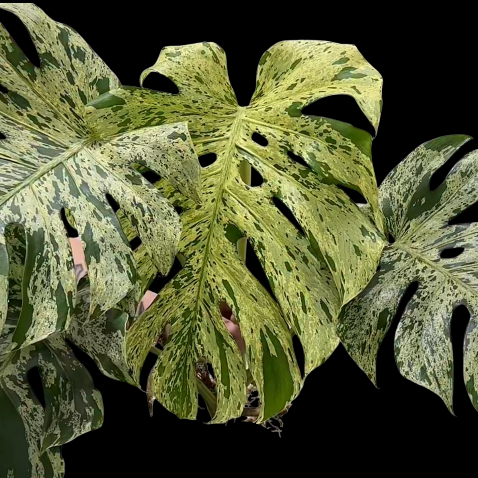 Monstera Deliciosa Bulbasaur (Pre-order ETD Early March) – Nelson