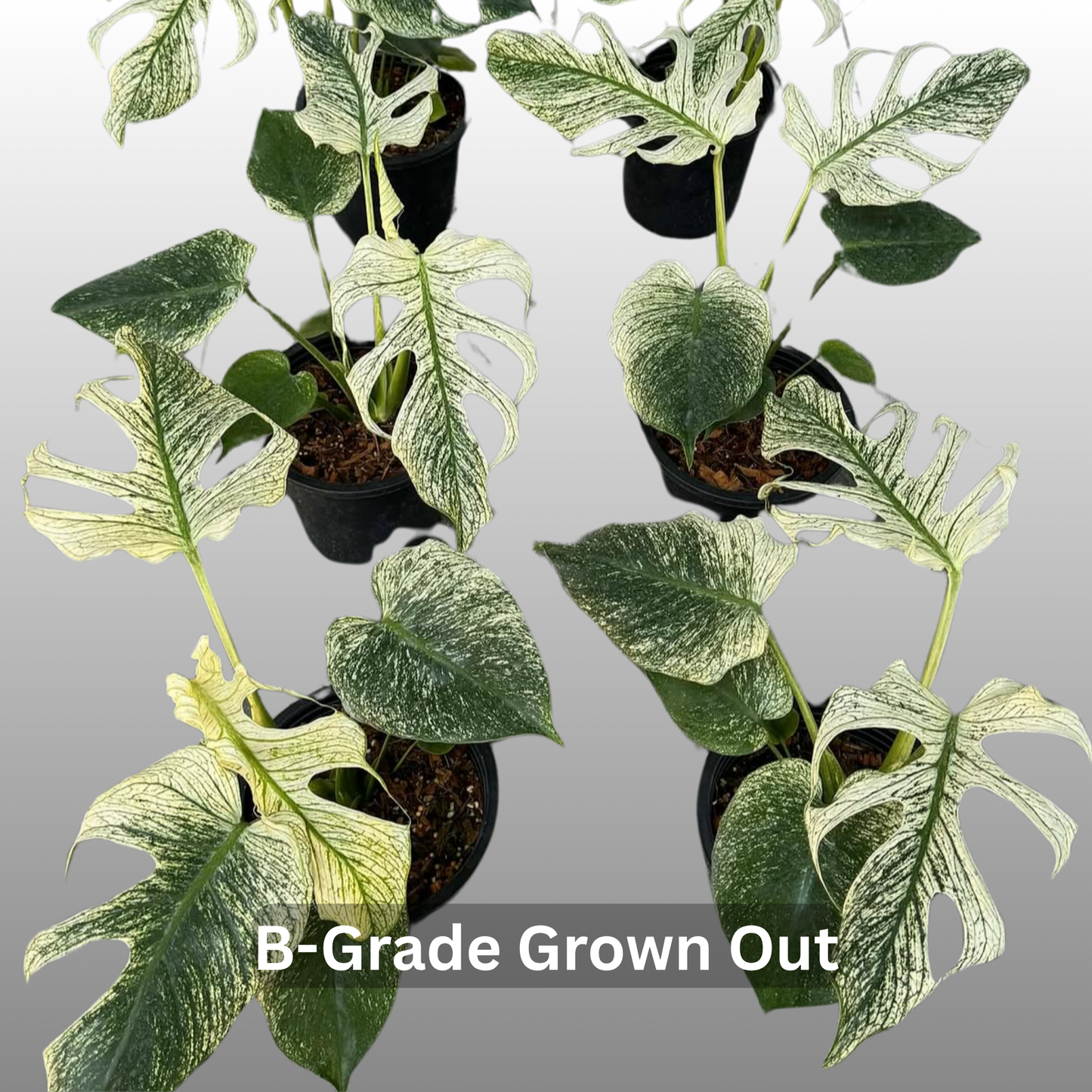 Monstera Devil Monster - Tissue Culture - ETD 17th August 2026