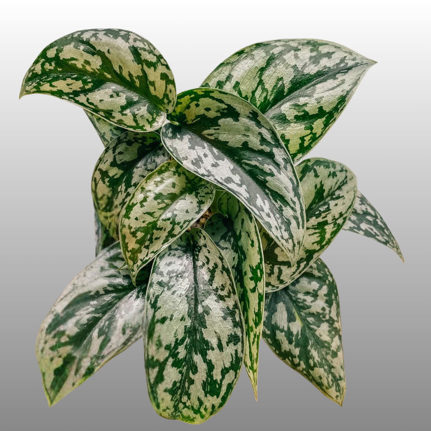 Scindapsus Silver Lady