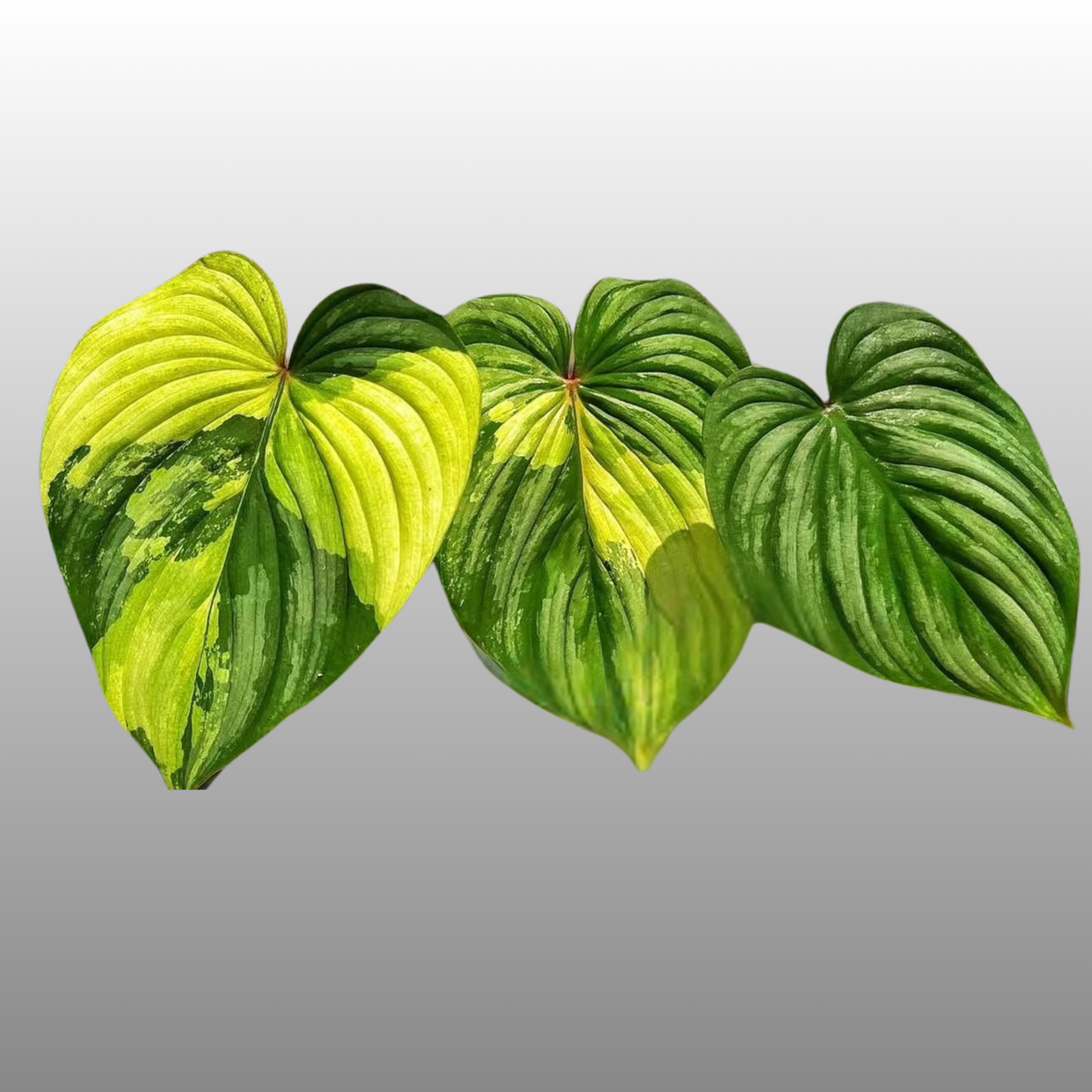 Philodendron Mamei Variegated