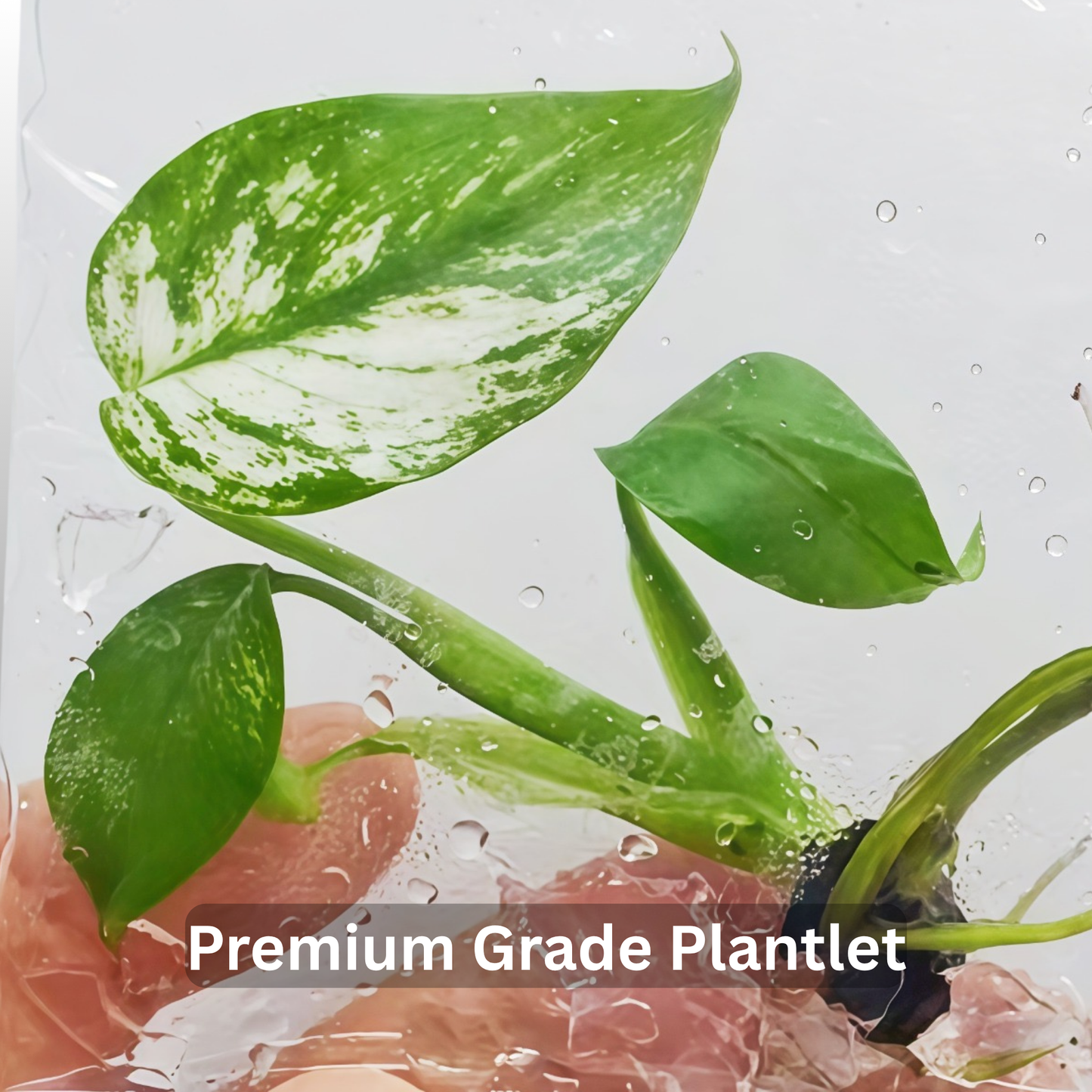 Monstera Devil Monster - Tissue Culture - ETD 17th August 2026