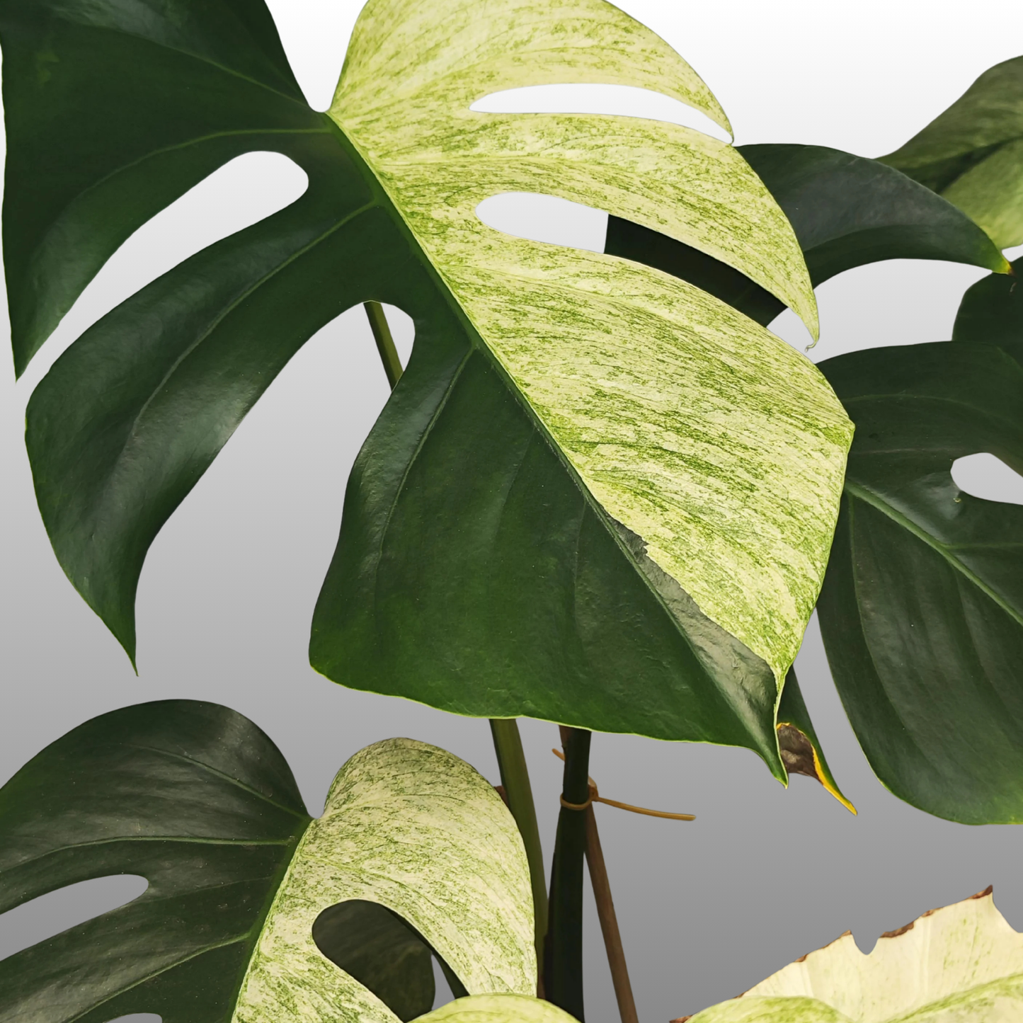 Monstera Deliciosa Jungle Mint (Read Bio)