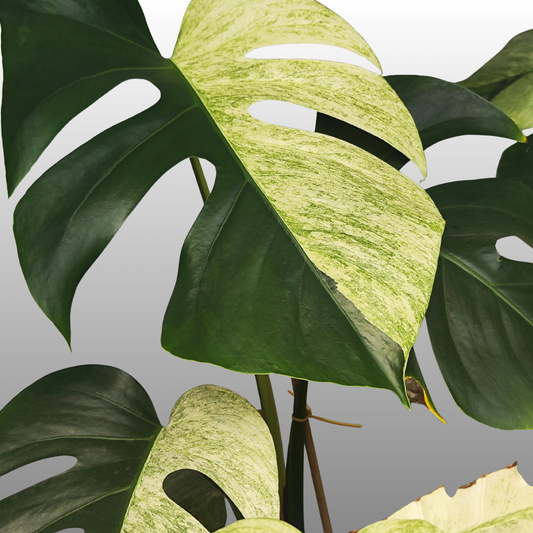 Monstera Deliciosa Jungle Mint (Read Bio)