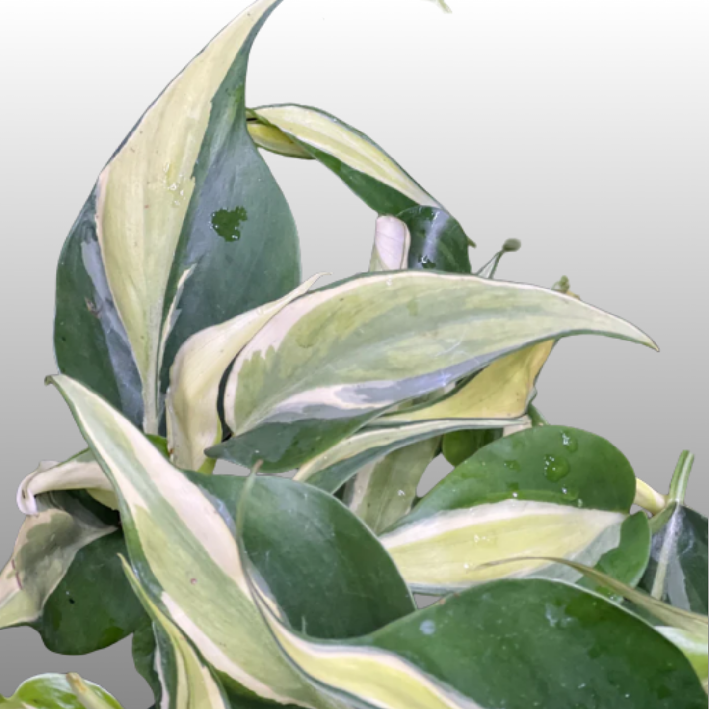 Philodendron Rio
