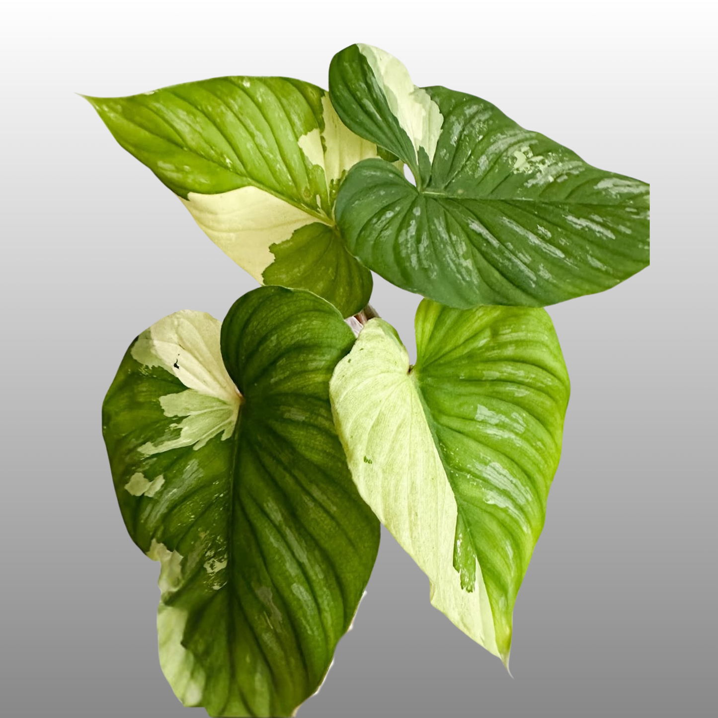 Philodendron Mamei Variegated