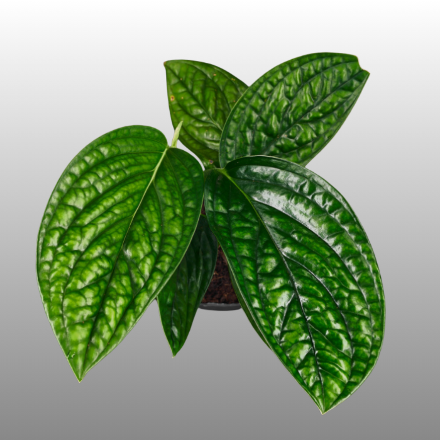 Monstera Peru