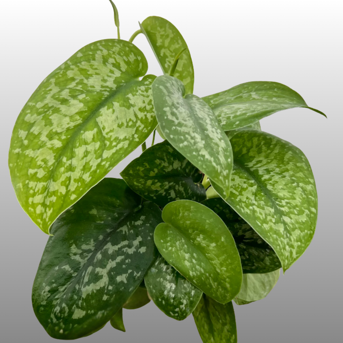 Scindapsus Silver Splash
