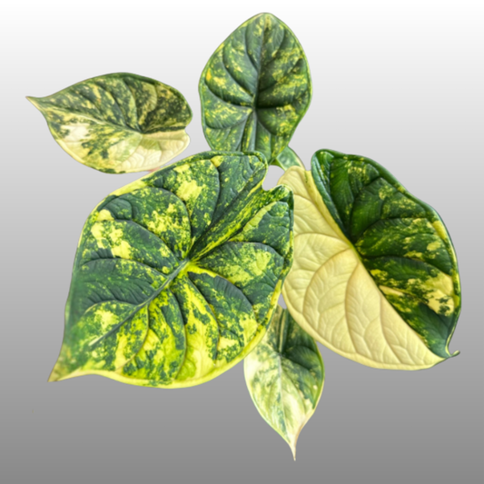 Alocasia Dragon Scale Aurea