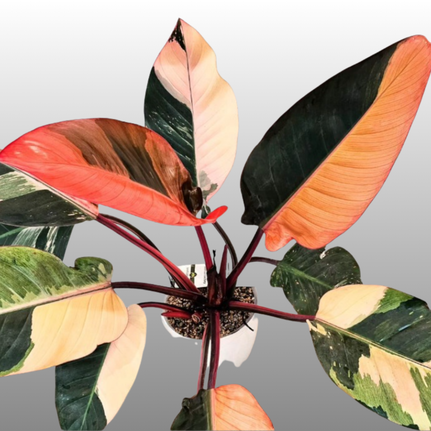 Philodendron Red Congo Variegated