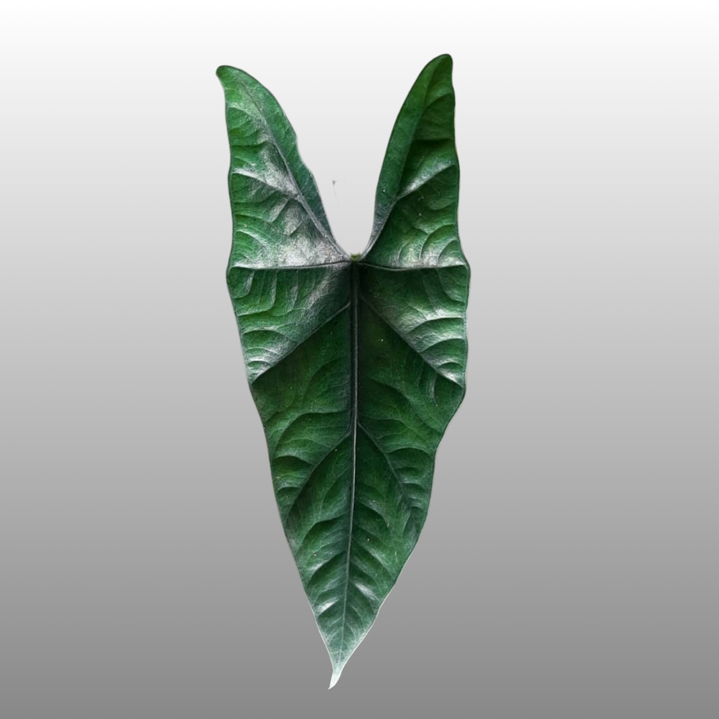 Alocasia Simpo