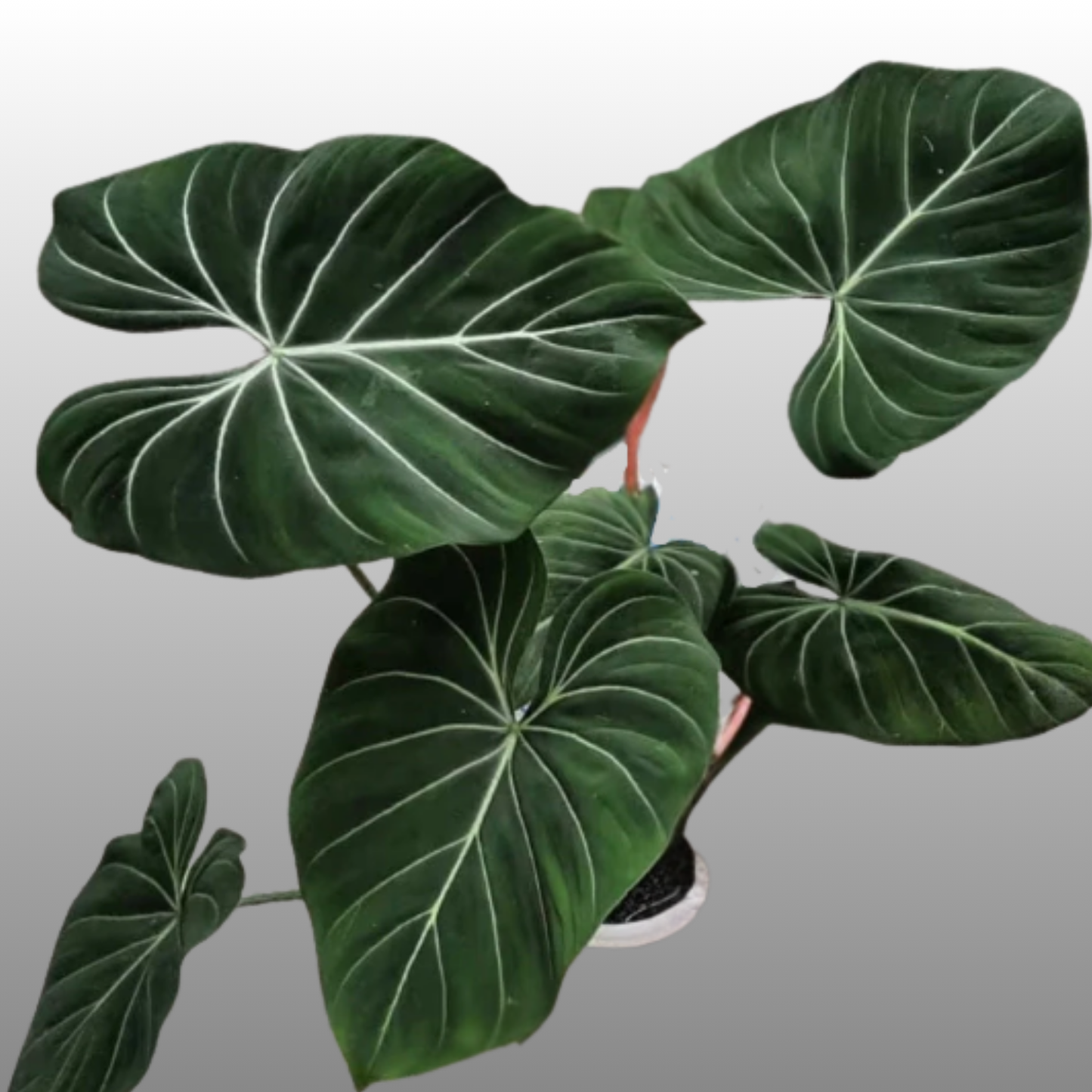Philodendron Gloriosum Dark Form