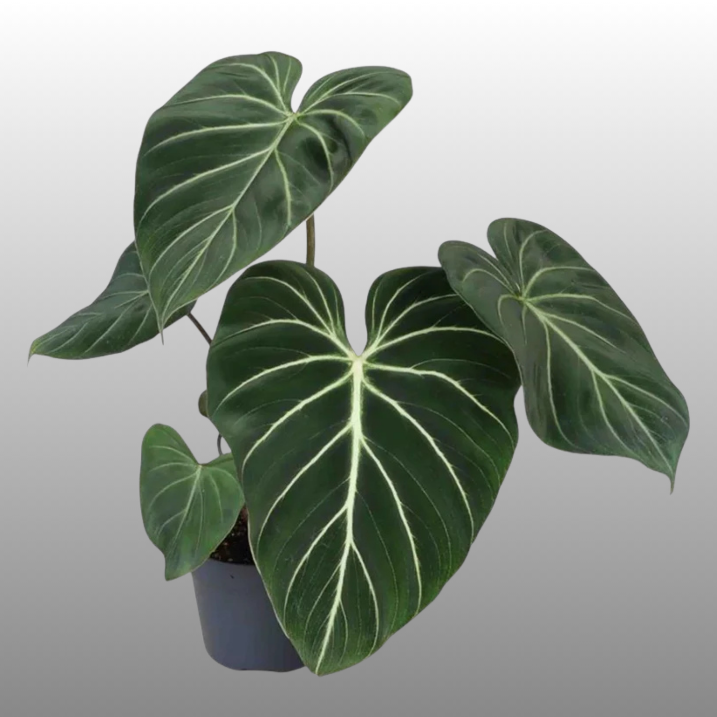 Philodendron Gloriosum Dark Form