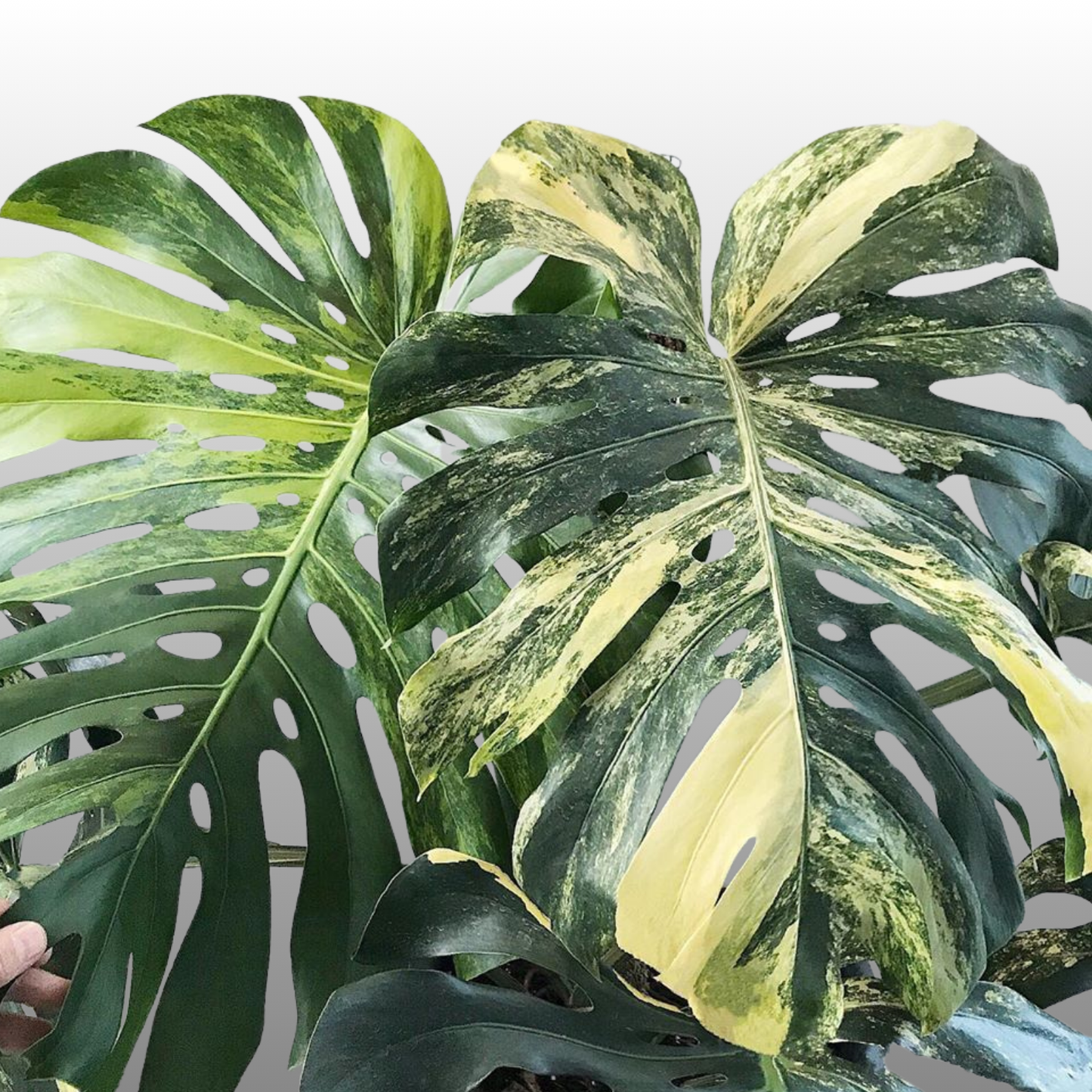 Monstera Deliciosa Aurea