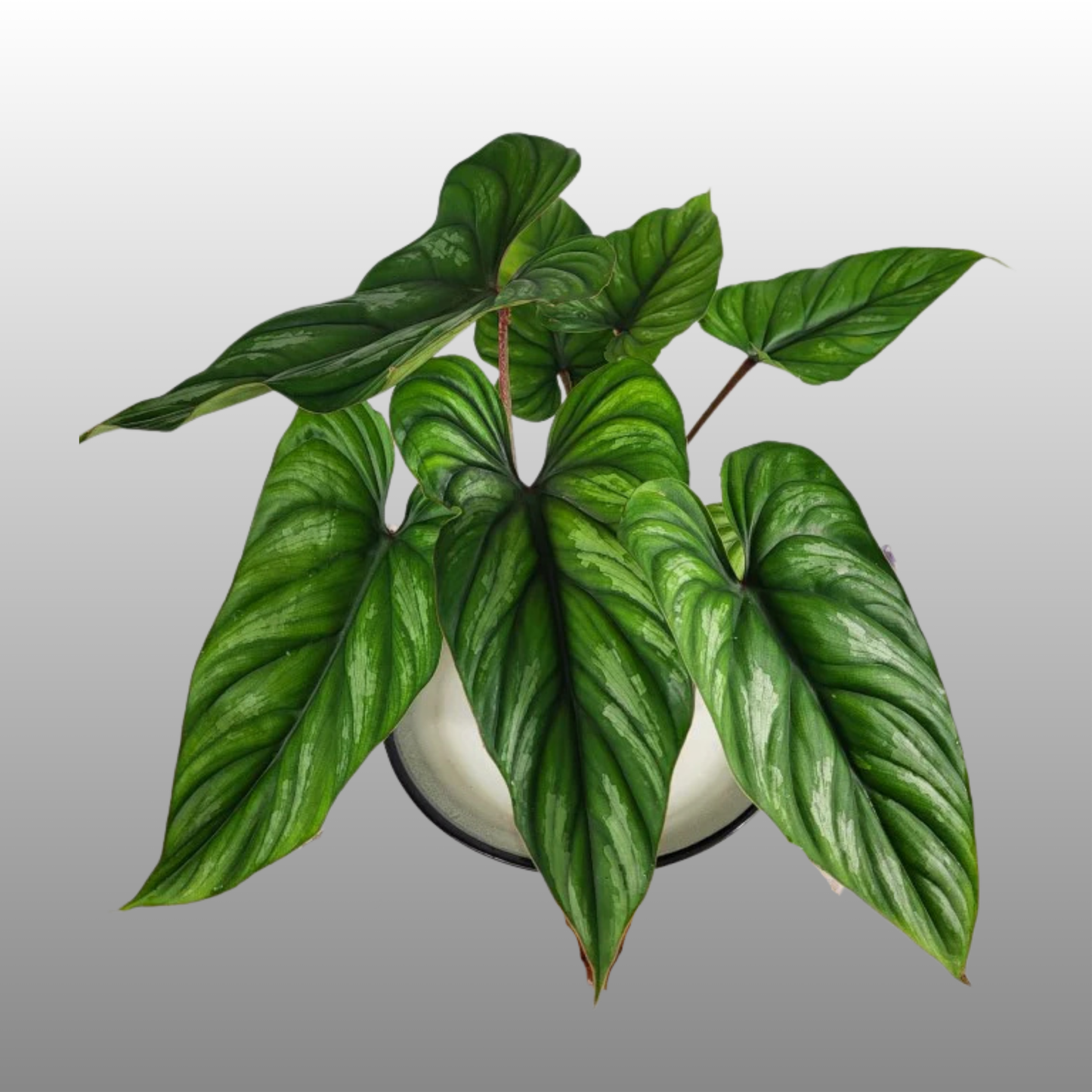 Philodendron Plowmanii – Narrow Form (Dark Form)