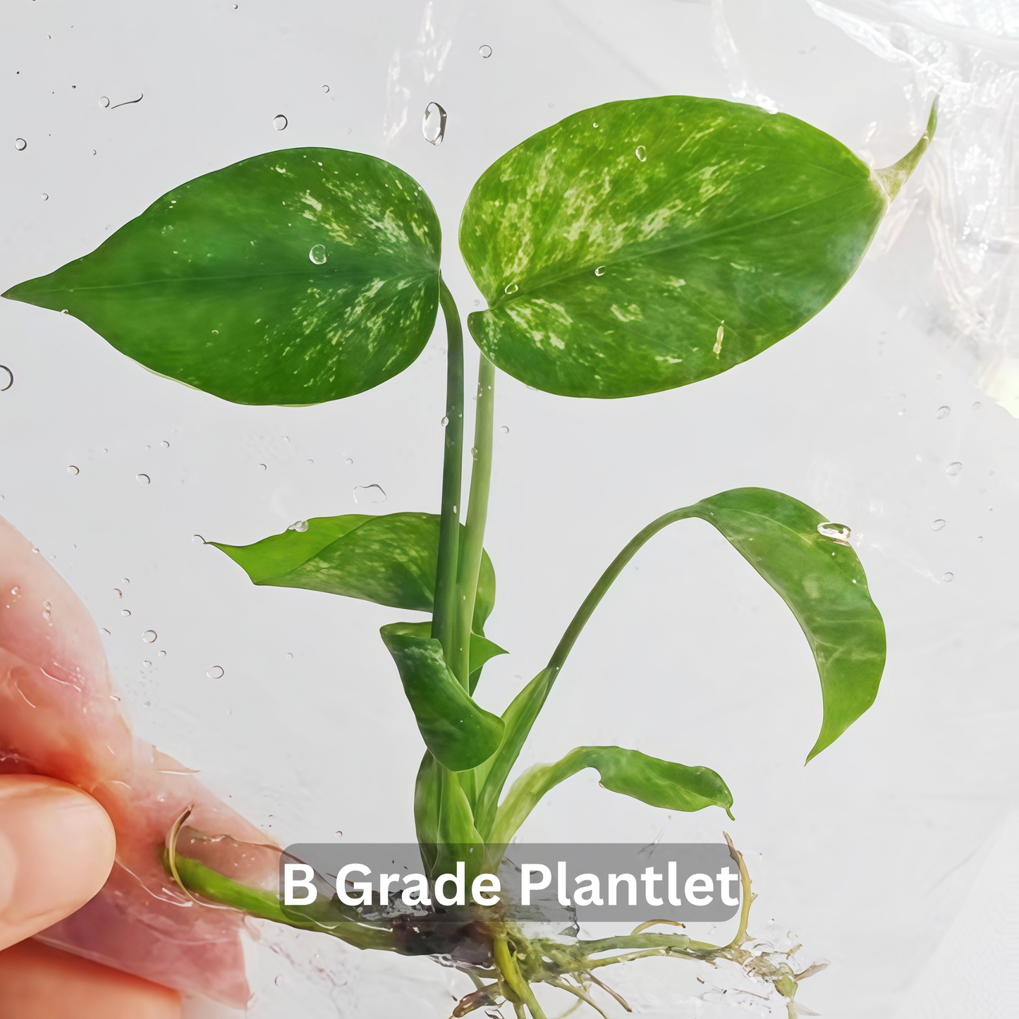 Monstera Devil Monster - Tissue Culture - ETD 17th August 2026