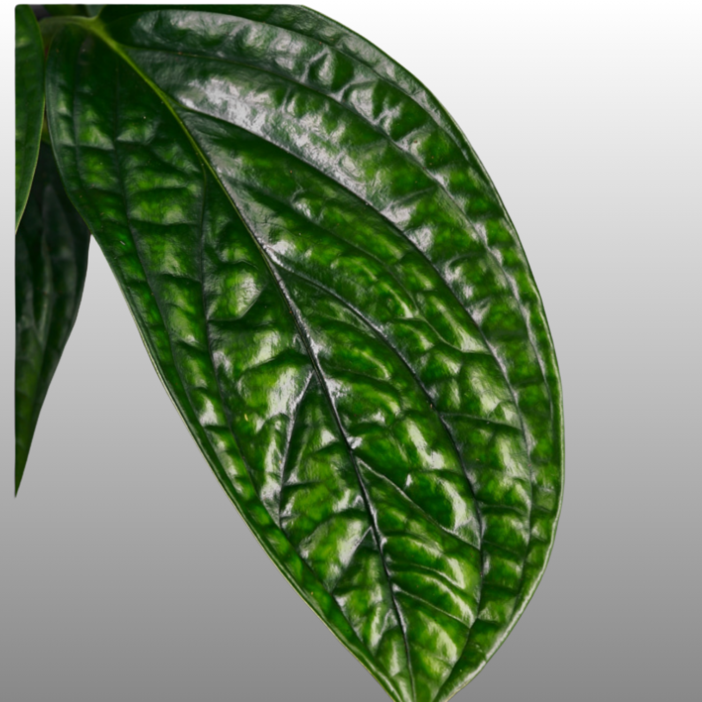 Monstera Peru
