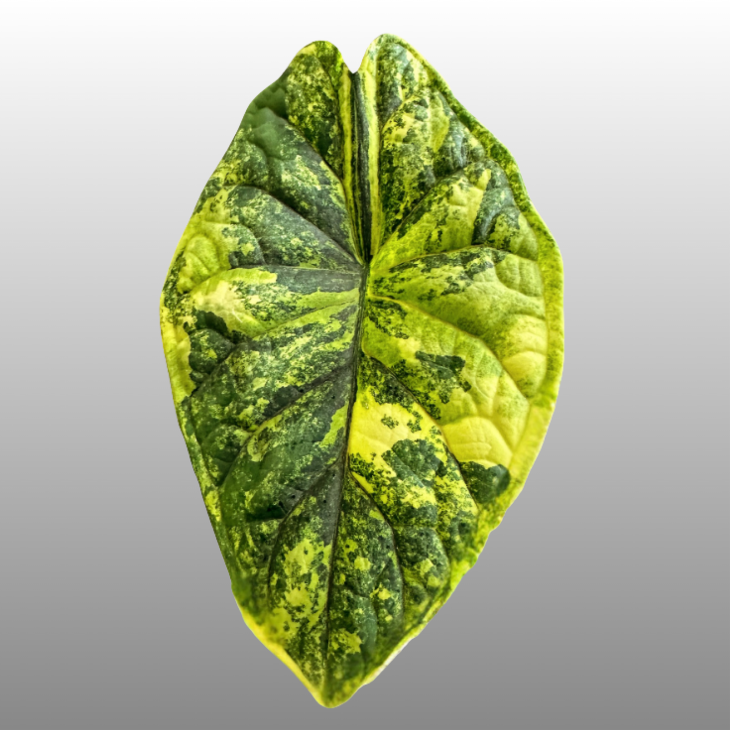 Alocasia Dragon Scale Aurea