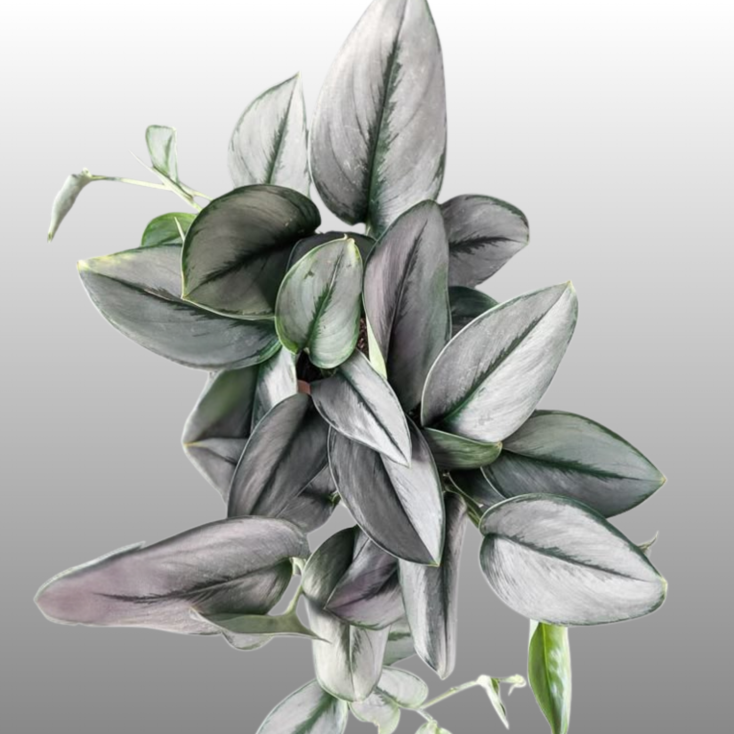 Scindapsus Moonlight