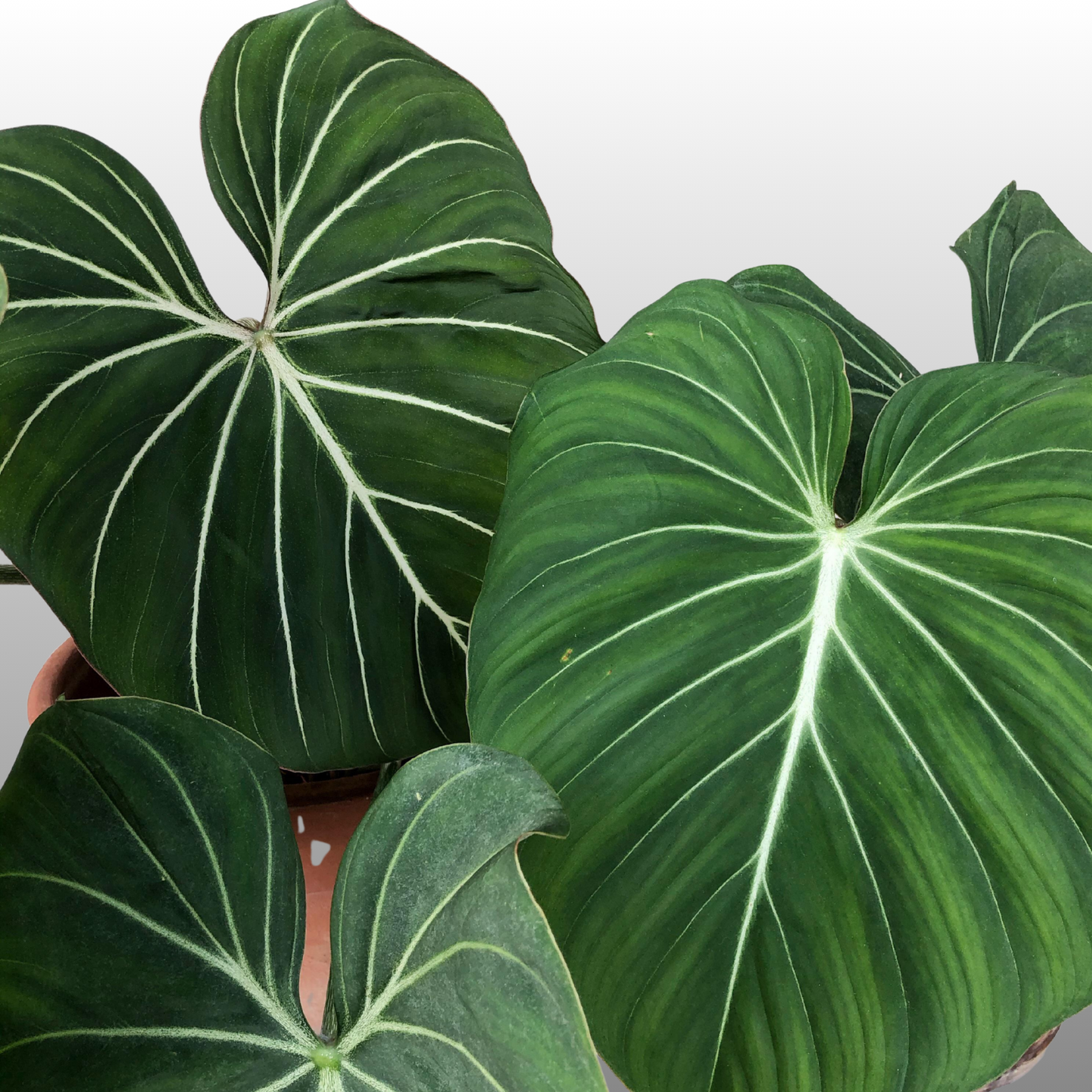 Philodendron Gloriosum Dark Form