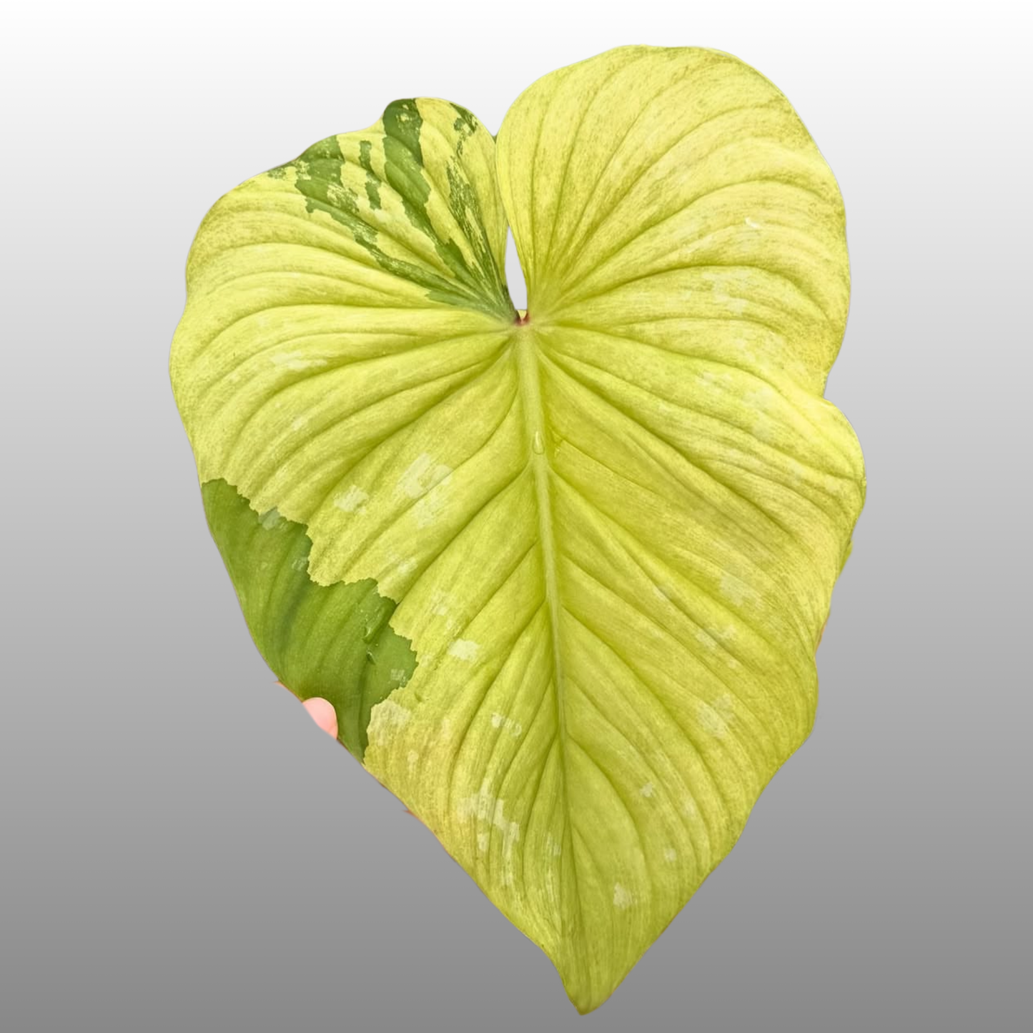 Philodendron Mamei Variegated