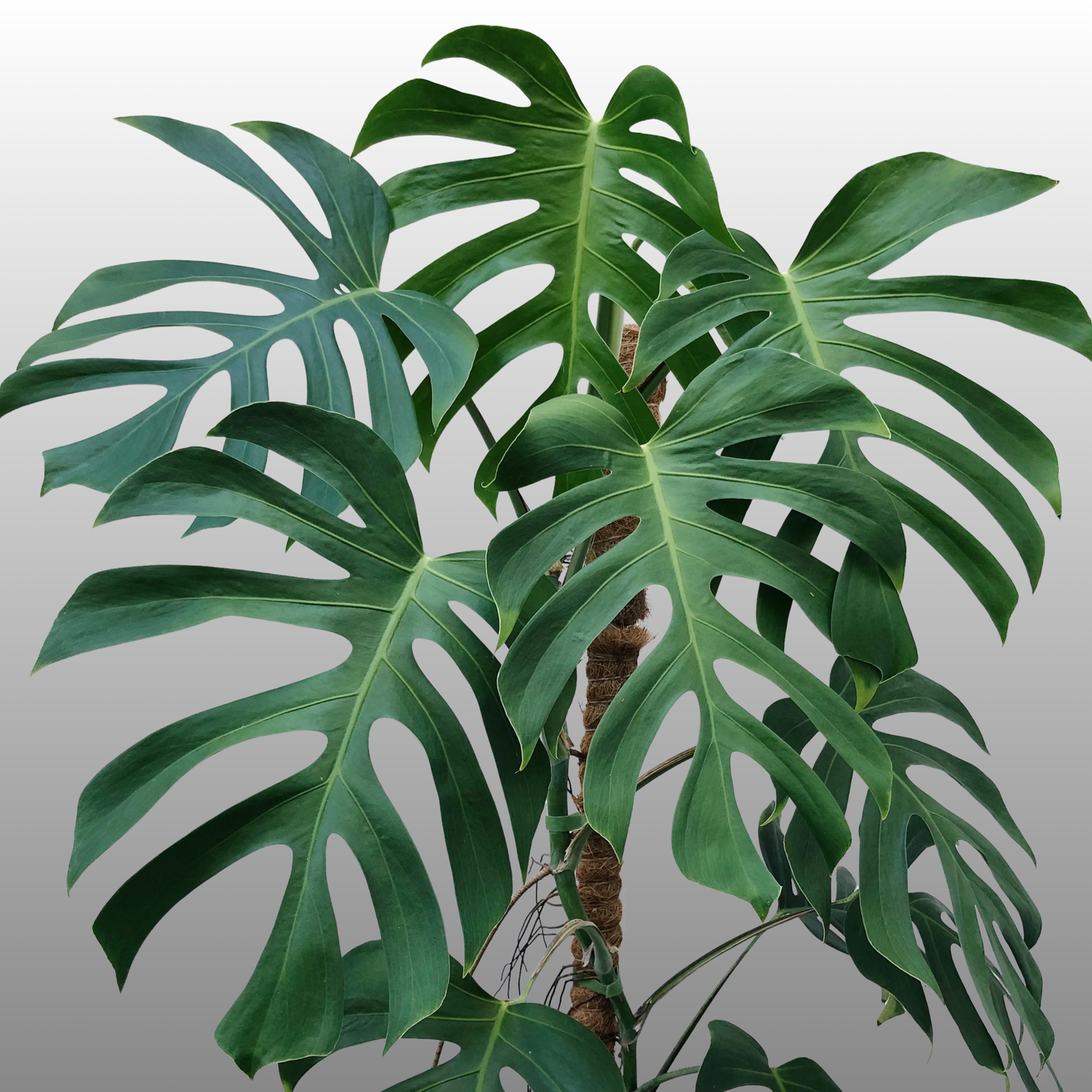 Monstera Deliciosa ‘Sierrana’ TC - Pre Order - ETD 30 March