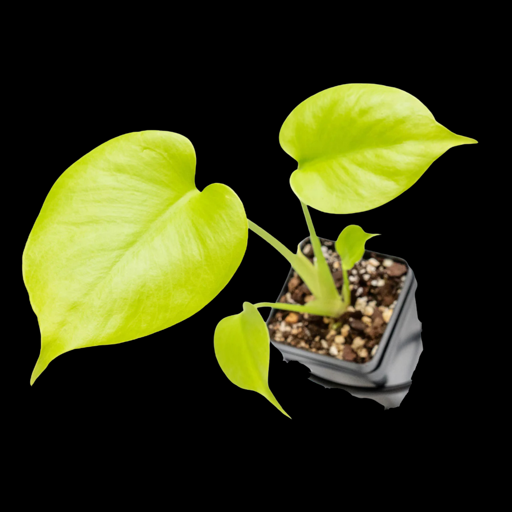 Monstera Deliciosa Lemon Lime (Pre-order ETD Early March) – Nelson