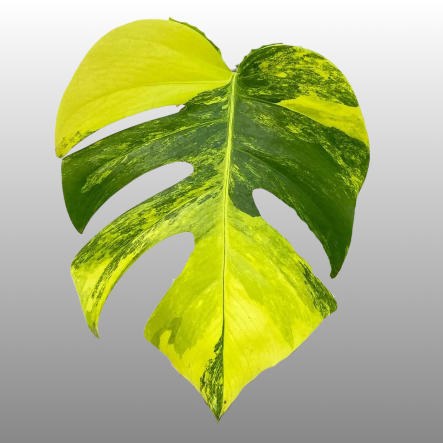 Monstera Deliciosa Aurea