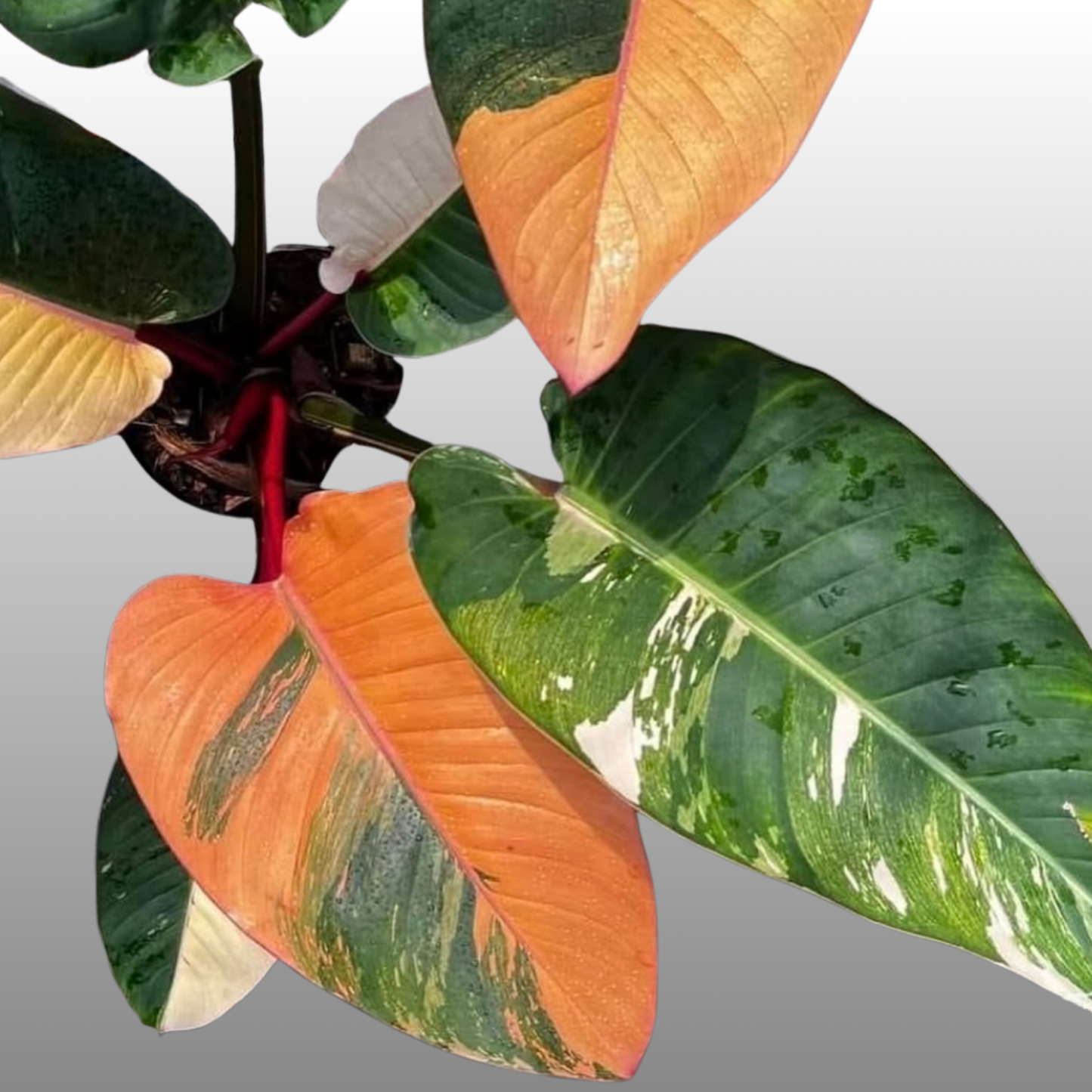 Philodendron Red Congo Variegated