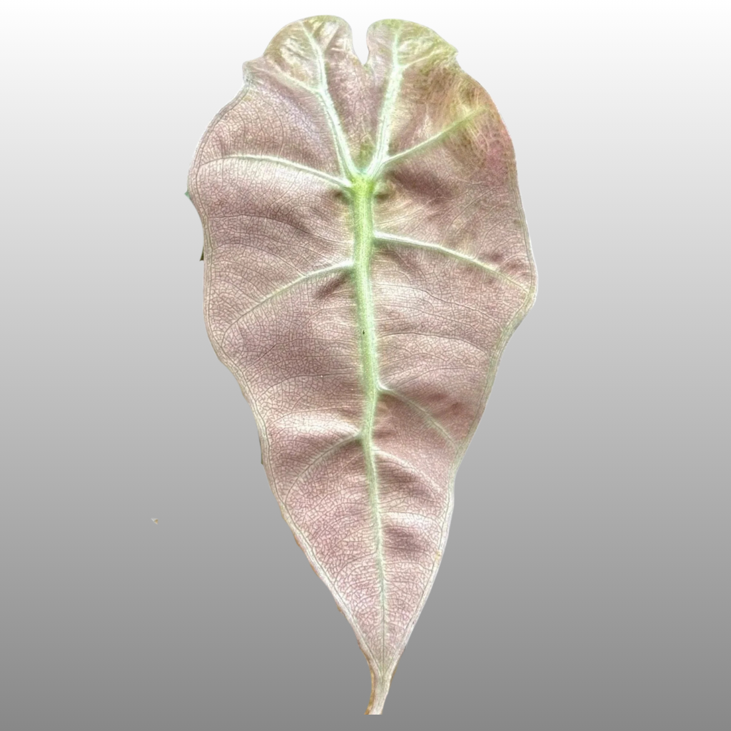 Alocasia Polly "Ghost Pink Mint" - Bag of 5 - Tissue Culture - Coming Soon