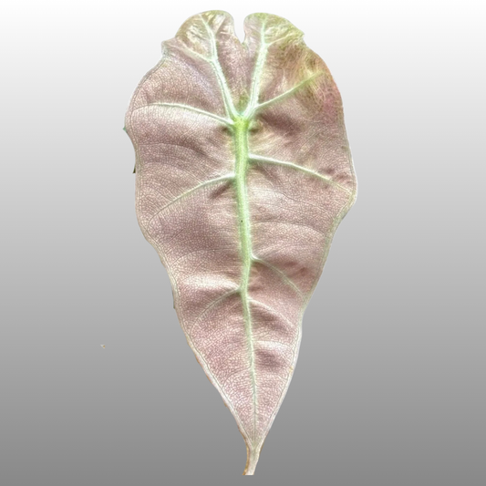 Alocasia Polly "Ghost Pink Mint" - Bag of 5 - Tissue Culture - Coming Soon