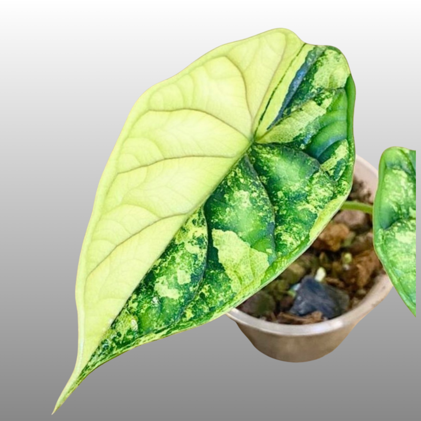 Alocasia Dragon Scale Aurea