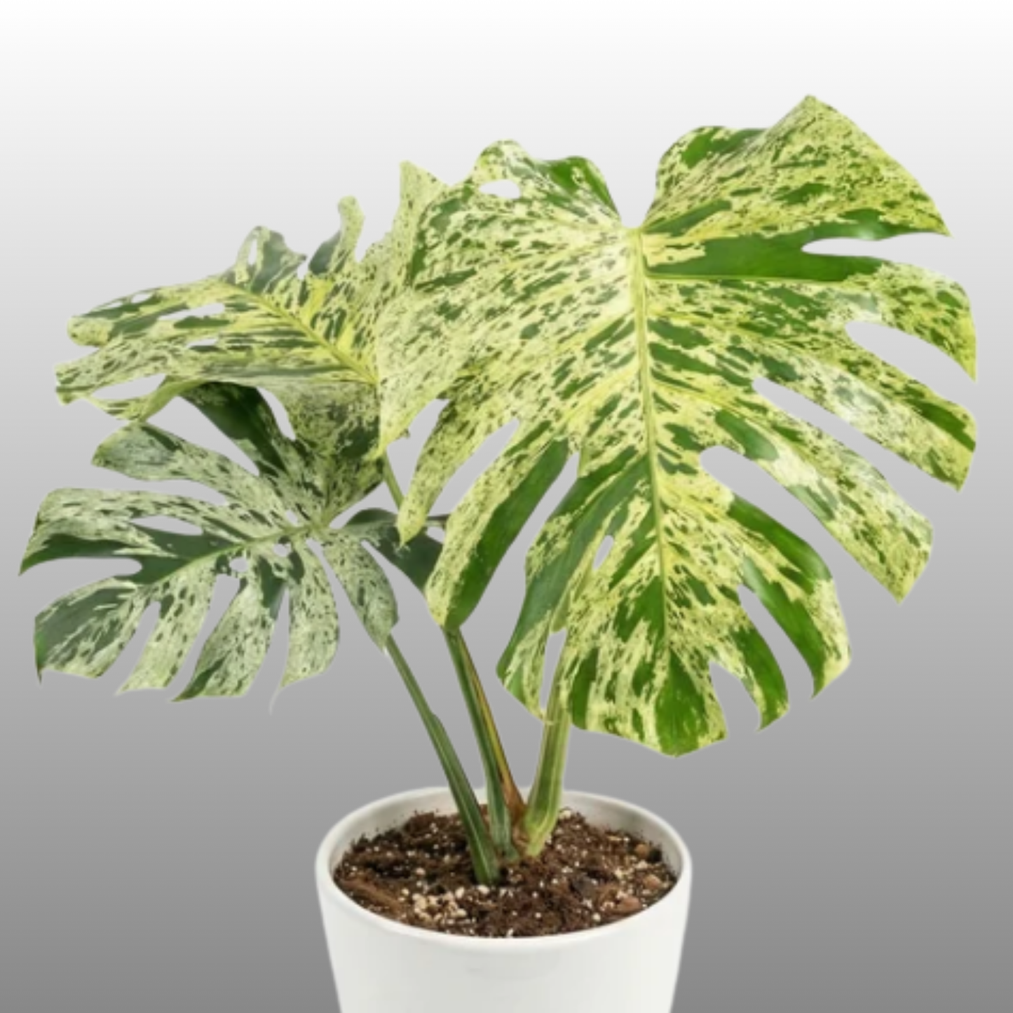 Monstera Deliciosa Bulbasaur Premium - Tissue Culture - ETD 25th August