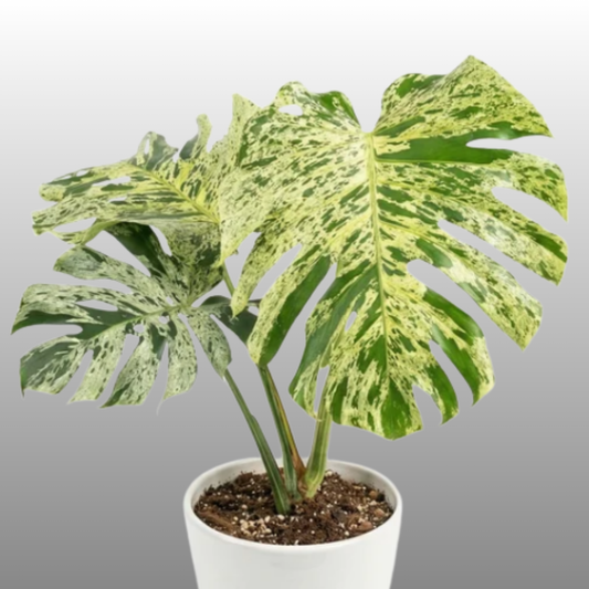 Monstera Deliciosa Bulbasaur Premium - Tissue Culture