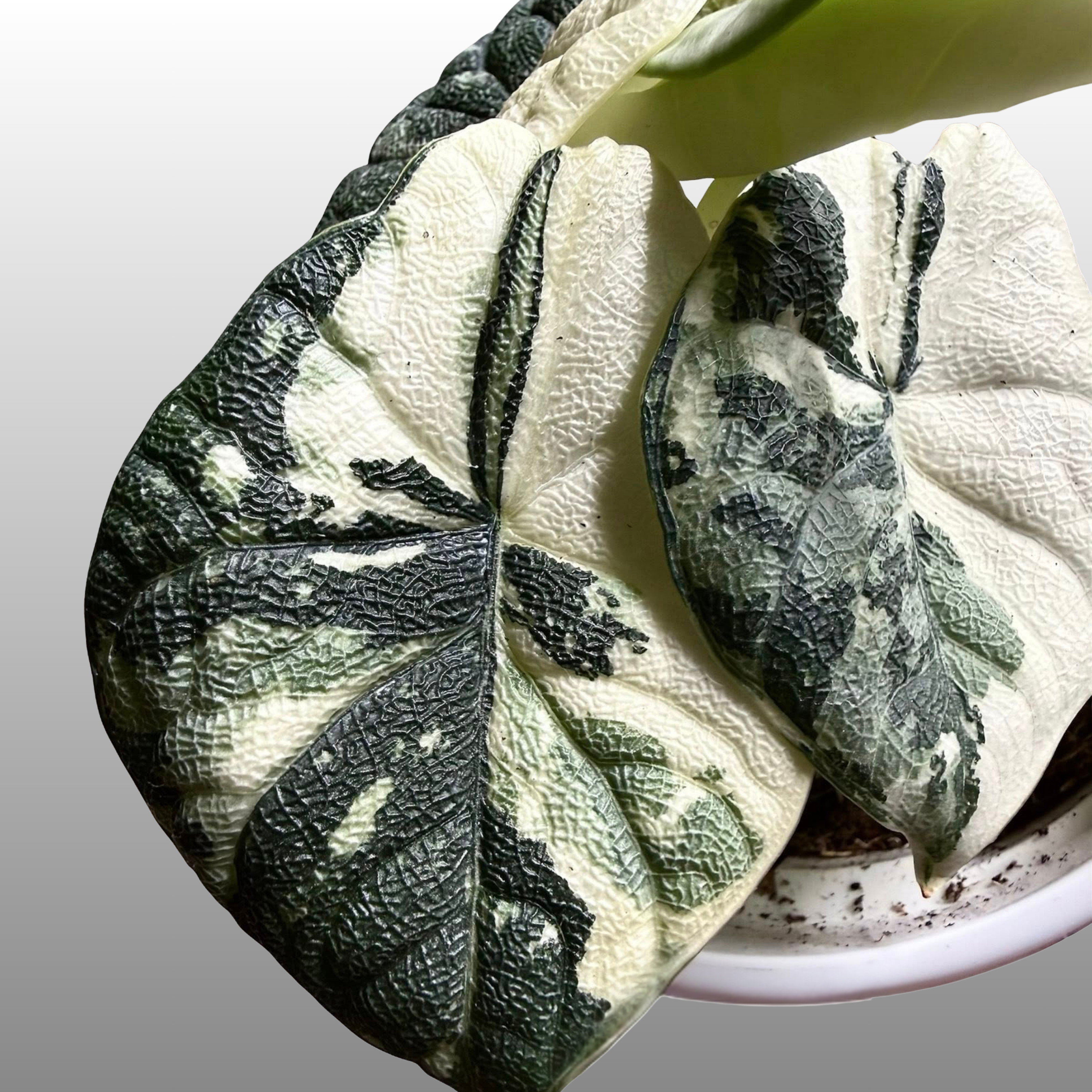 YO639 Alocasia Melo Albo Variegated アロカシア メロ アルボ 斑入り